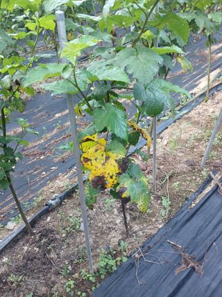 호수가님의 딸기 · 병해충상담 작성글 사진