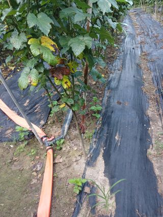 호수가님의 딸기 · 병해충상담 작성글 사진