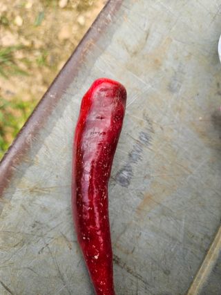 이철님의 고추 · 병해충상담 작성글 사진