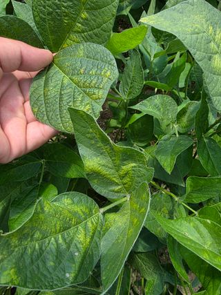 이병현님의 콩 · 병해충상담 작성글 사진