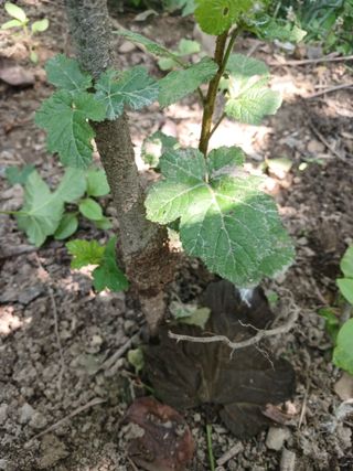 호수가님의 딸기 · 병해충상담 작성글 사진