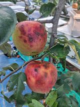 팜모닝 사과·병해충상담 게시글 이미지