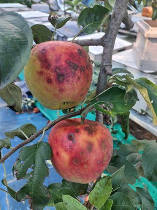 한학수님의 사과 · 병해충상담 작성글 사진