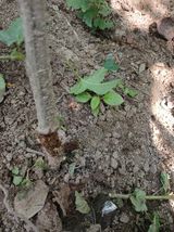 팜모닝 딸기·병해충상담 게시글 이미지