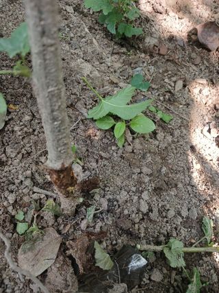 호수가님의 딸기 · 병해충상담 작성글 사진