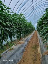 팜모닝 고추·병해충상담 게시글 이미지