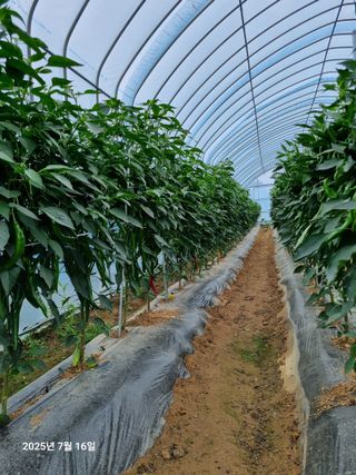 류해창(제비울농부]님의 고추 · 병해충상담 작성글 사진