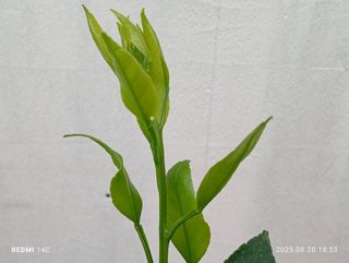 자연재님의 귤 · 병해충상담 작성글 사진