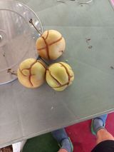 팜모닝 배·병해충상담 게시글 이미지