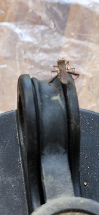 시지노인님의 참깨 · 병해충상담 작성글 사진