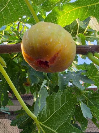 염양선님의 기타작물 · 병해충상담 작성글 사진