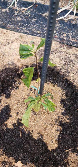 참깨16864님의 기타작물 · 병해충상담 작성글 사진