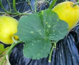 팜모닝 기타작물·병해충상담 게시글 이미지