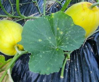 아침농원님의 기타작물 · 병해충상담 작성글 사진