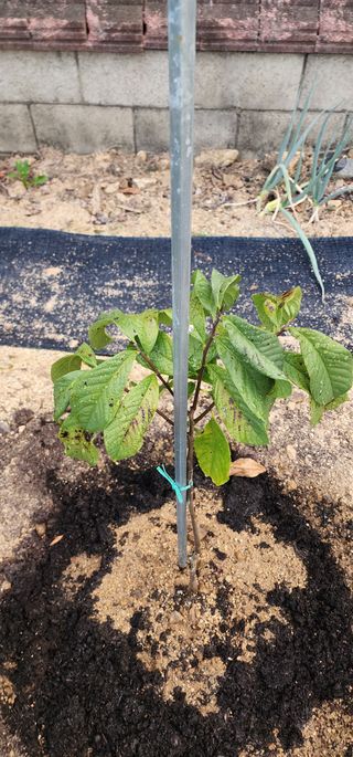 참깨16864님의 기타작물 · 병해충상담 작성글 사진