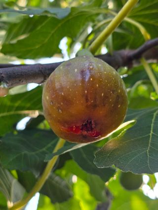 염양선님의 기타작물 · 병해충상담 작성글 사진