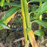 팜모닝 기타작물·병해충상담 게시글 이미지