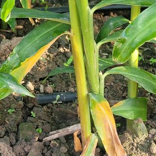 김선순(공룡자색마)님의 기타작물 · 병해충상담 작성글 사진