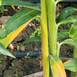 김선순(공룡자색마)님의 기타작물 · 병해충상담 작성글 사진