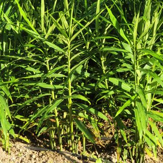 김선순(공룡자색마)님의 기타작물 · 병해충상담 작성글 사진