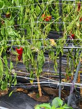 팜모닝 고추·병해충상담 게시글 이미지