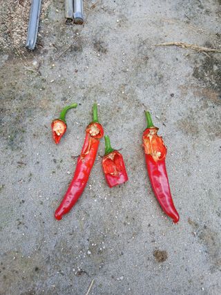 동방군사님의 고추 · 병해충상담 작성글 사진