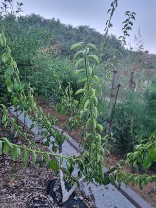 바다위둥근달님의 매실 · 병해충상담 작성글 사진