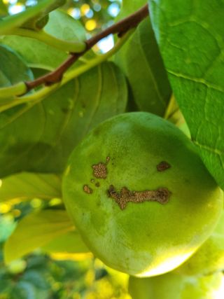 김동희님의 감 · 병해충상담 작성글 사진