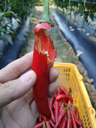 동방군사님의 고추 · 병해충상담 작성글 사진