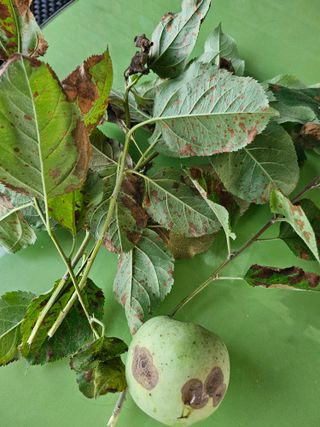 두릅나무21048님의 사과 · 병해충상담 작성글 사진