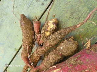 이효훈님의 고구마 · 병해충상담 작성글 사진