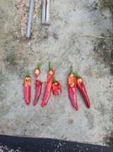 팜모닝 고추·병해충상담 게시글 이미지