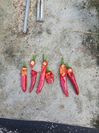 동방군사님의 고추 · 병해충상담 작성글 사진