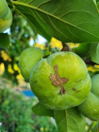 김동희님의 감 · 병해충상담 작성글 사진