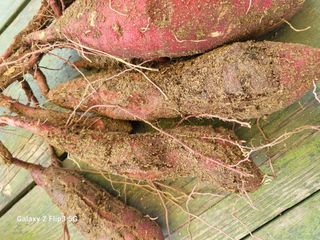 이효훈님의 고구마 · 병해충상담 작성글 사진