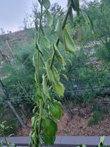 팜모닝 매실·병해충상담 게시글 이미지