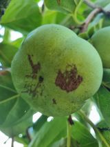 팜모닝 감·병해충상담 게시글 이미지