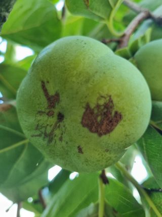 김동희님의 감 · 병해충상담 작성글 사진