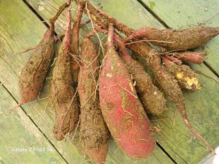 이효훈님의 고구마 · 병해충상담 작성글 사진