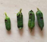 팜모닝 참깨·병해충상담 게시글 이미지