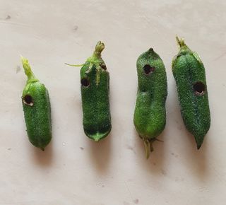 최고봉님최진홍님의 참깨 · 병해충상담 작성글 사진