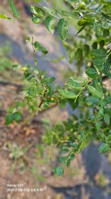 팜모닝 기타작물·병해충상담 게시글 이미지