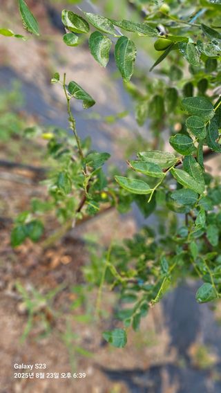 박성춘님의 기타작물 · 병해충상담 작성글 사진