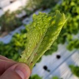 팜모닝 상추·병해충상담 게시글 이미지