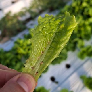 프롬밭님의 상추 · 병해충상담 작성글 사진