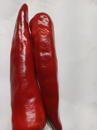 포천종삼농사꾼님의 고추 · 병해충상담 작성글 사진