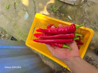 소병찬님의 고추 · 병해충상담 작성글 사진