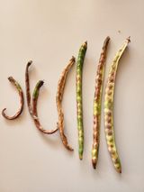 팜모닝 콩·병해충상담 게시글 이미지