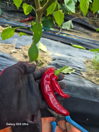 소병찬님의 고추 · 병해충상담 작성글 사진