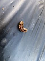 팜모닝 배추·병해충상담 게시글 이미지